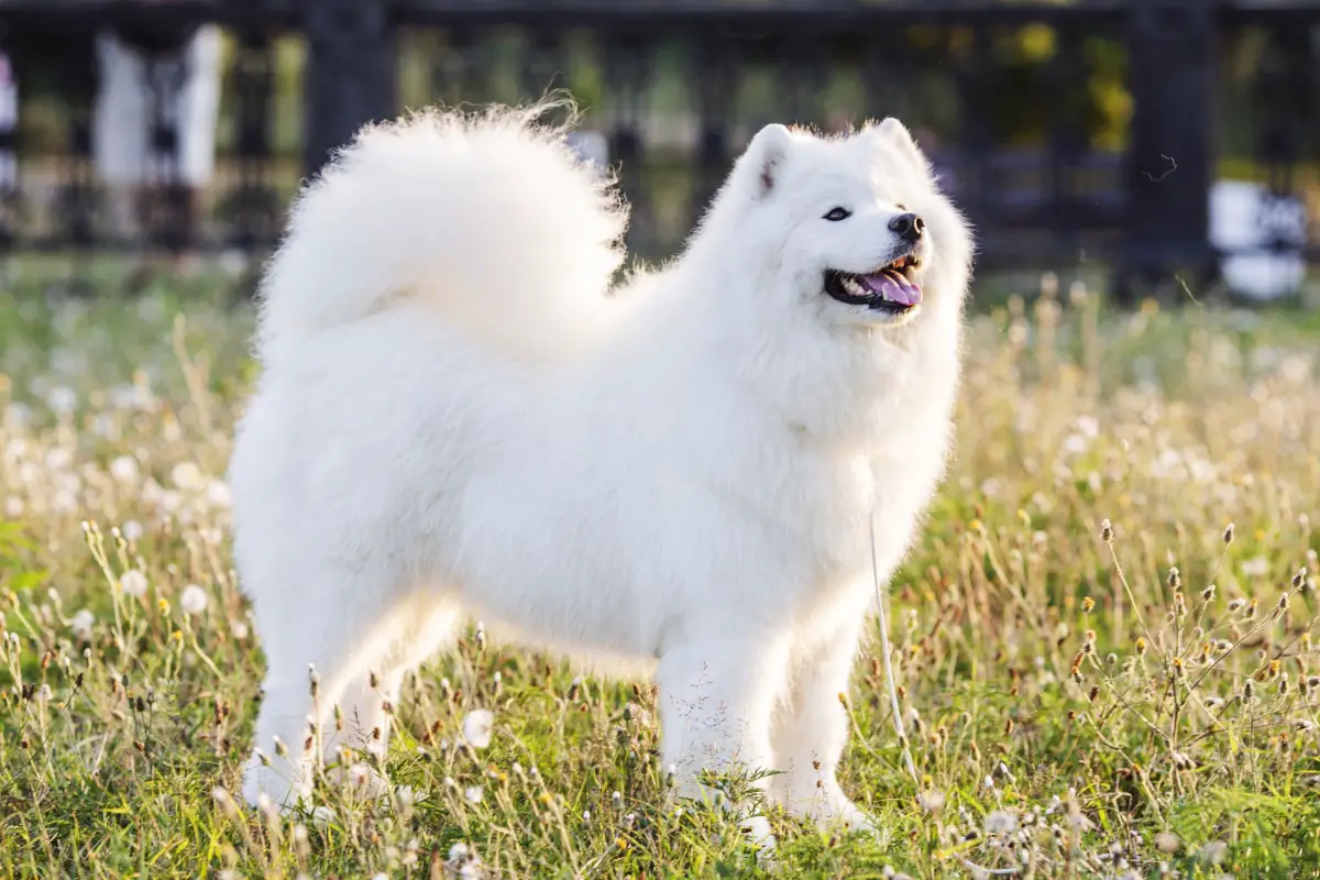 What You Need to Know About Samoyeds