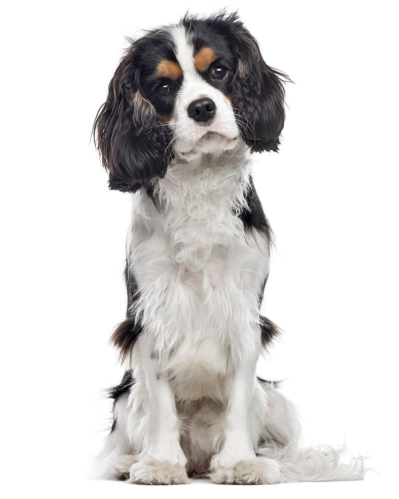 What Kind of Food Should I Feed My Cavalier King Charles Spaniel (and