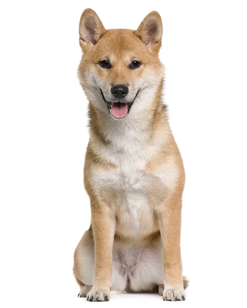 The Shiba Inu Pee and Poop Guide (Everything You Need to Know)