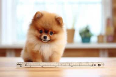 How Big Does a Pomeranian Get