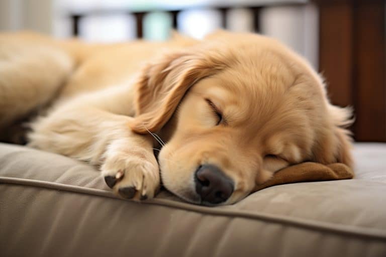 How Much Do Golden Retrievers Sleep