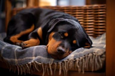 How Much Do Rottweilers Sleep