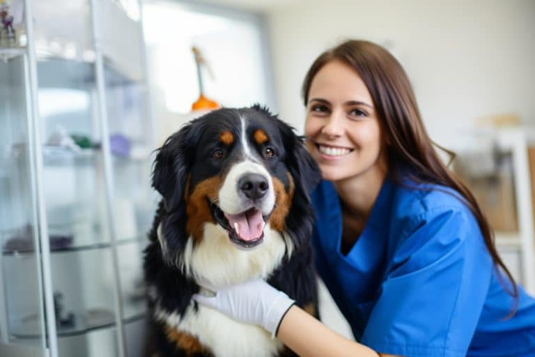 Does a Bernese Mountain Dog Have Health Problems