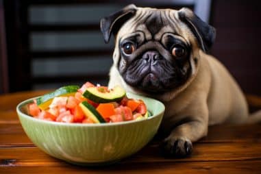 What Do Pugs Eat and Drink