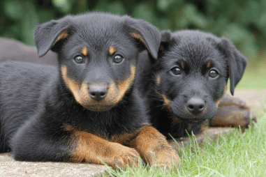 Beauceron breeders and choosing a puppy