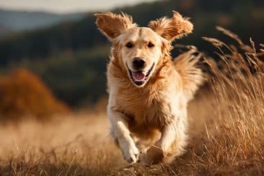Golden Retriever exercise