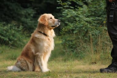Golden Retriever obedience training