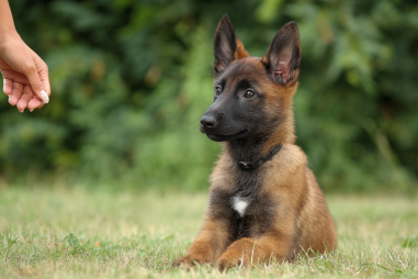 Belgian Malinois Puppy Training