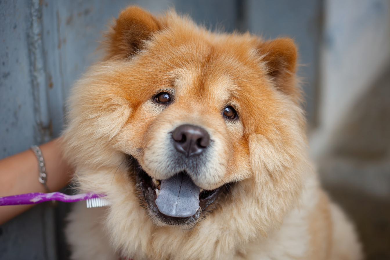 Chow Chow Dental Care