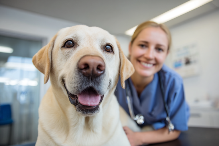 Understanding Labrador Retriever Temperament: What to Expect