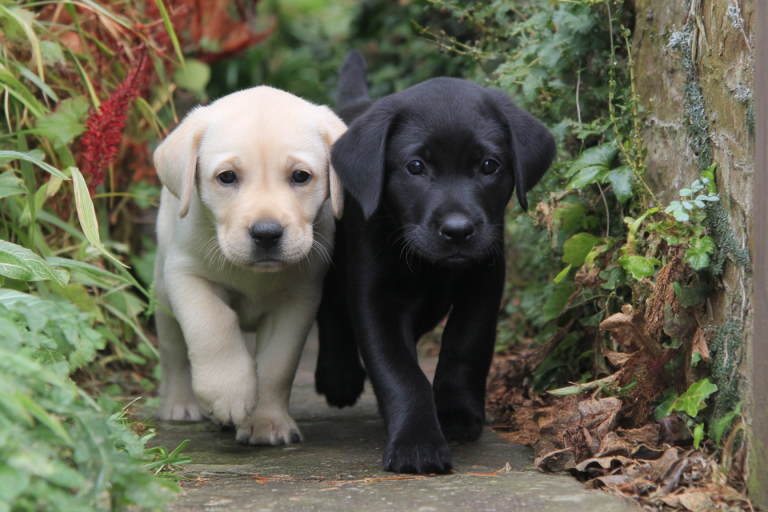 Understanding Labrador Retriever Temperament: What to Expect