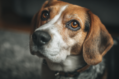 Beagle behavior and temperament