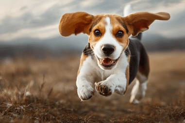 Beagle exercise requirements