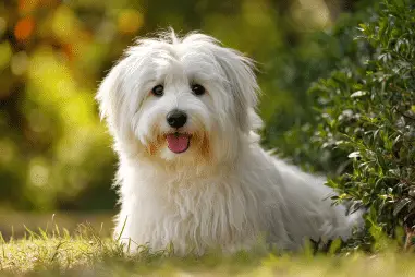 Coton de Tulear breed characteristics