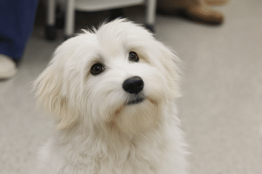 Coton de Tulear training tips