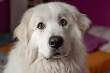 Great Pyrenees common myths and facts
