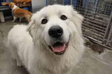 Great Pyrenees rescue and adoption tips