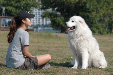 Great Pyrenees training tips