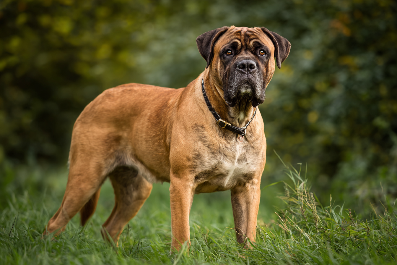 Bullmastiff Breed Characteristics