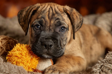 Bullmastiff Puppy Care Tips