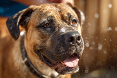 Bullmastiff Grooming Guide