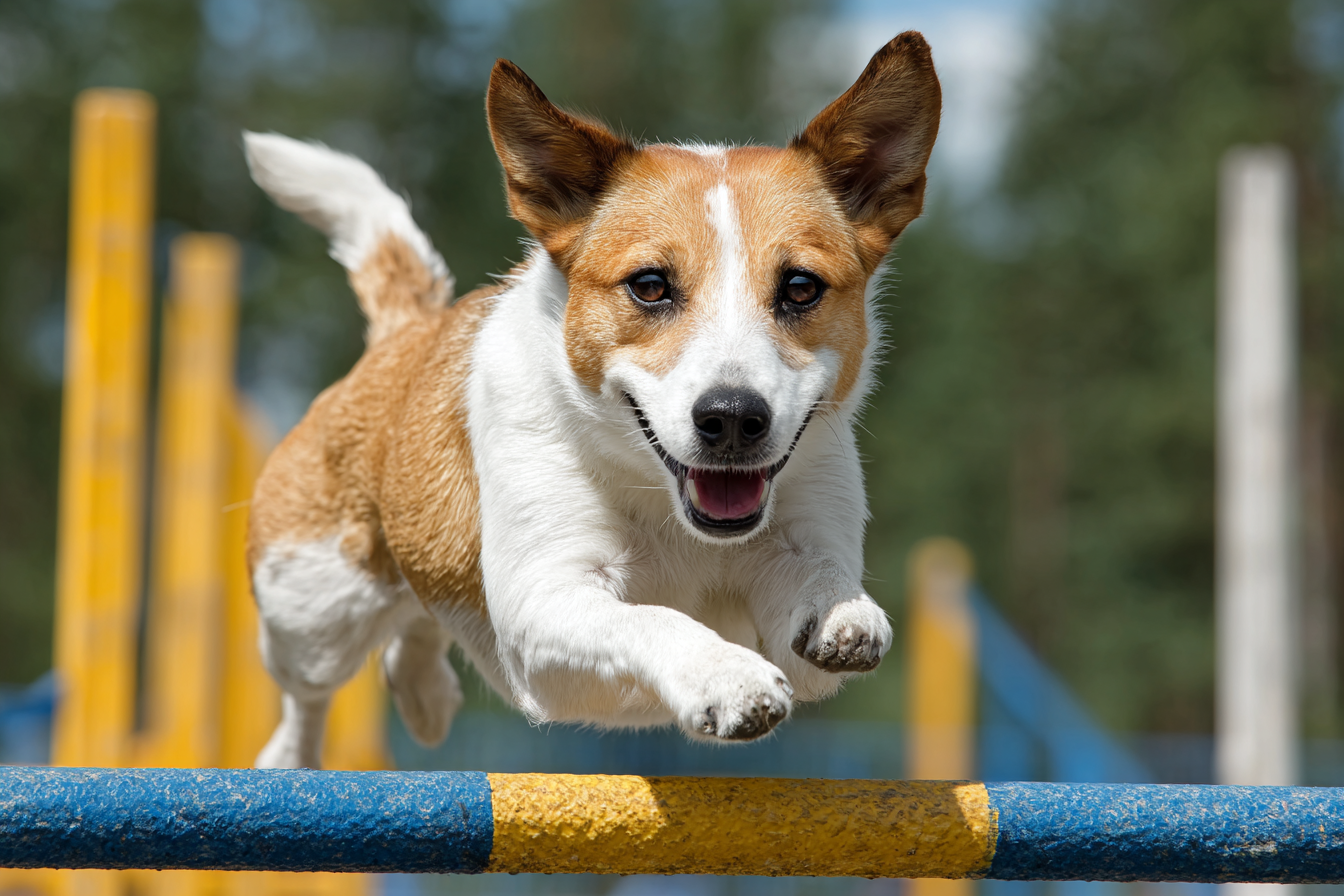 Basenji Agility Training Tips