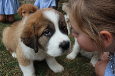 Saint Bernard Socialization Tips