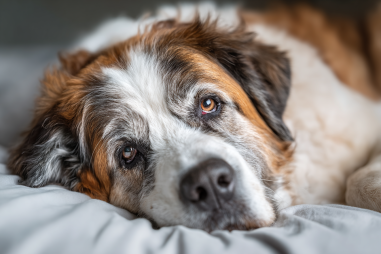 Saint Bernard Senior Dog Care