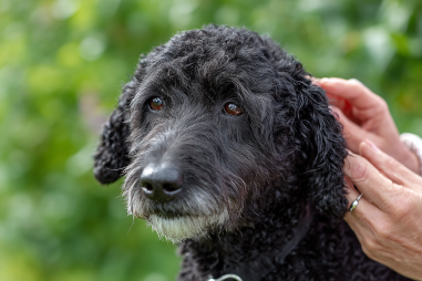 Portuguese Water Dog Shedding And Coat Care