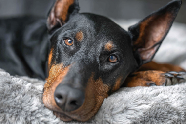 Doberman Pinscher Senior Dog Care