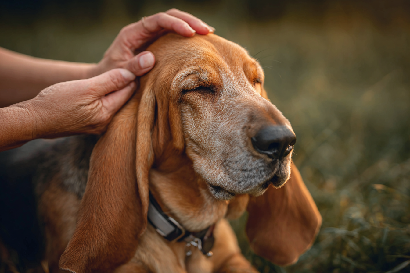 Bloodhound Care And Grooming Tips