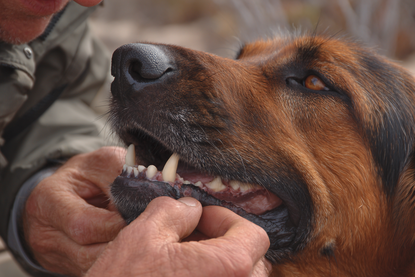Bloodhound Dental Care Guide