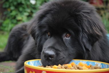 Newfoundland Dog Feeding And Nutrition