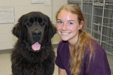 Newfoundland Dog Rescue And Adoption