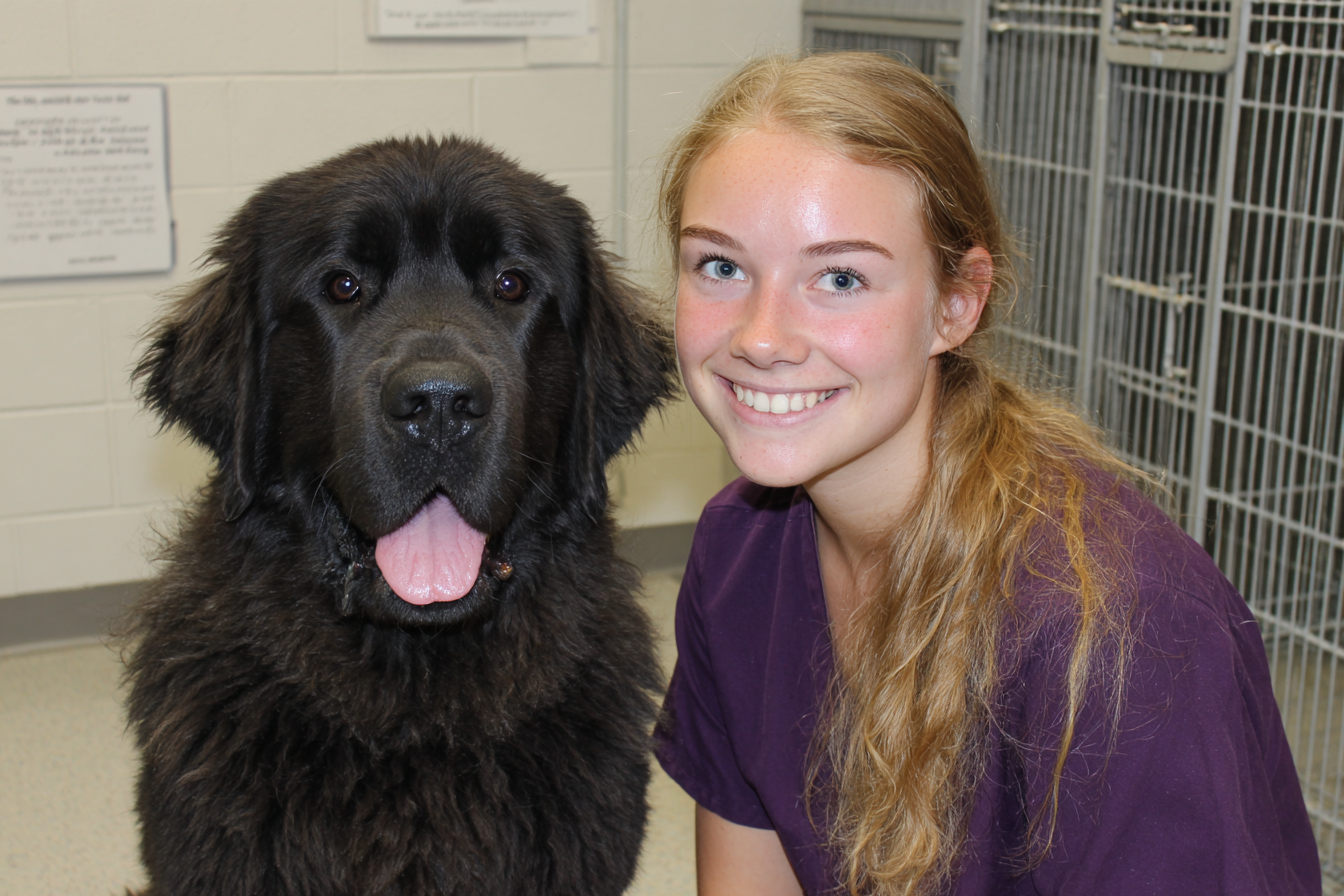 Newfoundland Dog Rescue And Adoption
