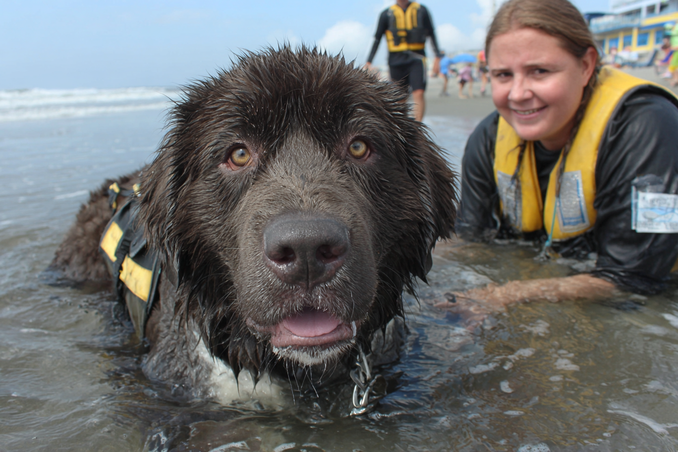 Newfoundland Dog Water Rescue Abilities