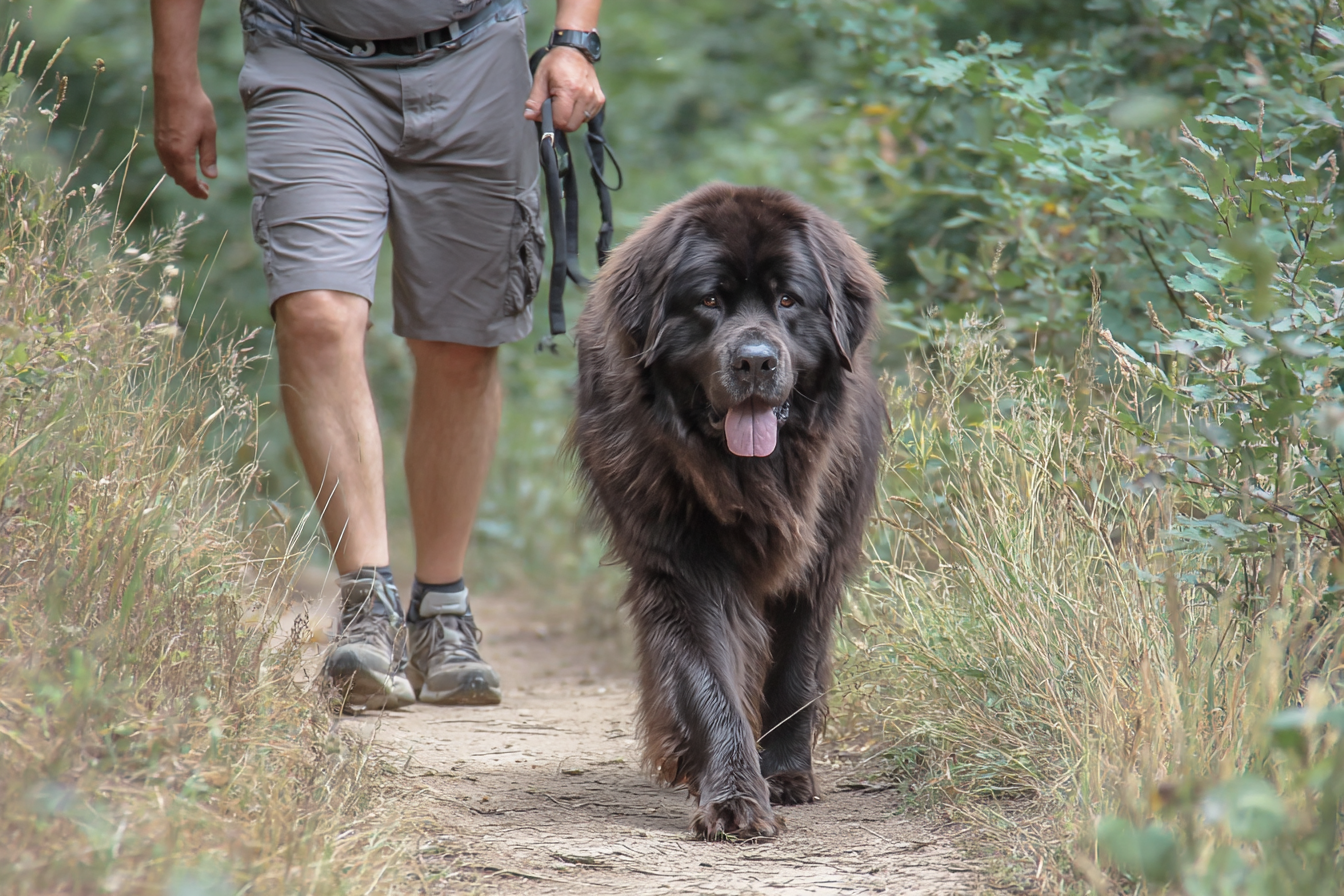 Newfoundland Dog Exercise Safety Tips