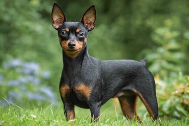Miniature Pinscher Breed Characteristics