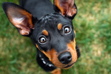 Miniature Pinscher Temperament And Behavior