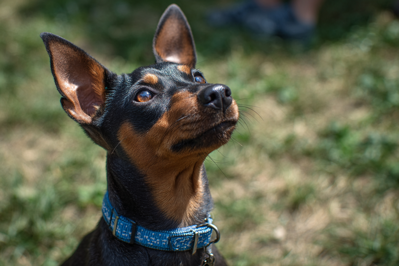 Miniature Pinscher Training Challenges