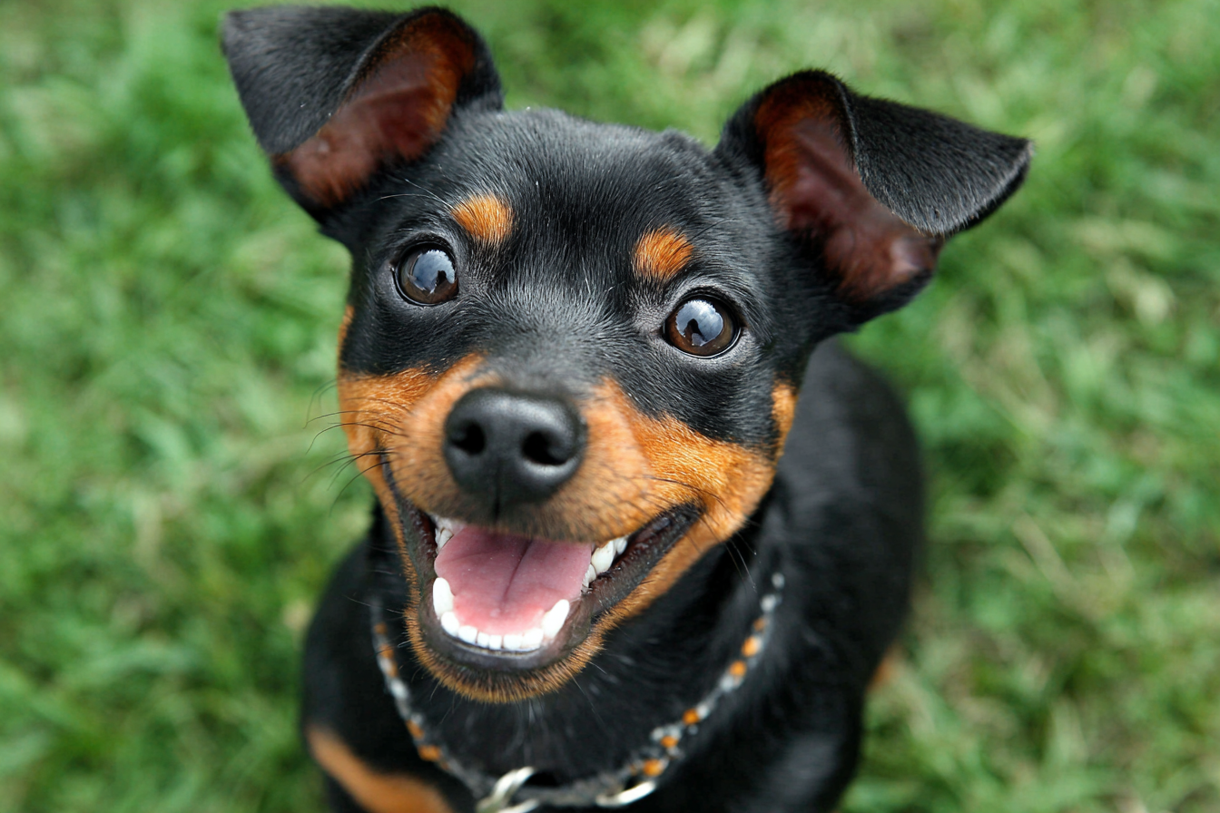 Miniature Pinscher Dental Care