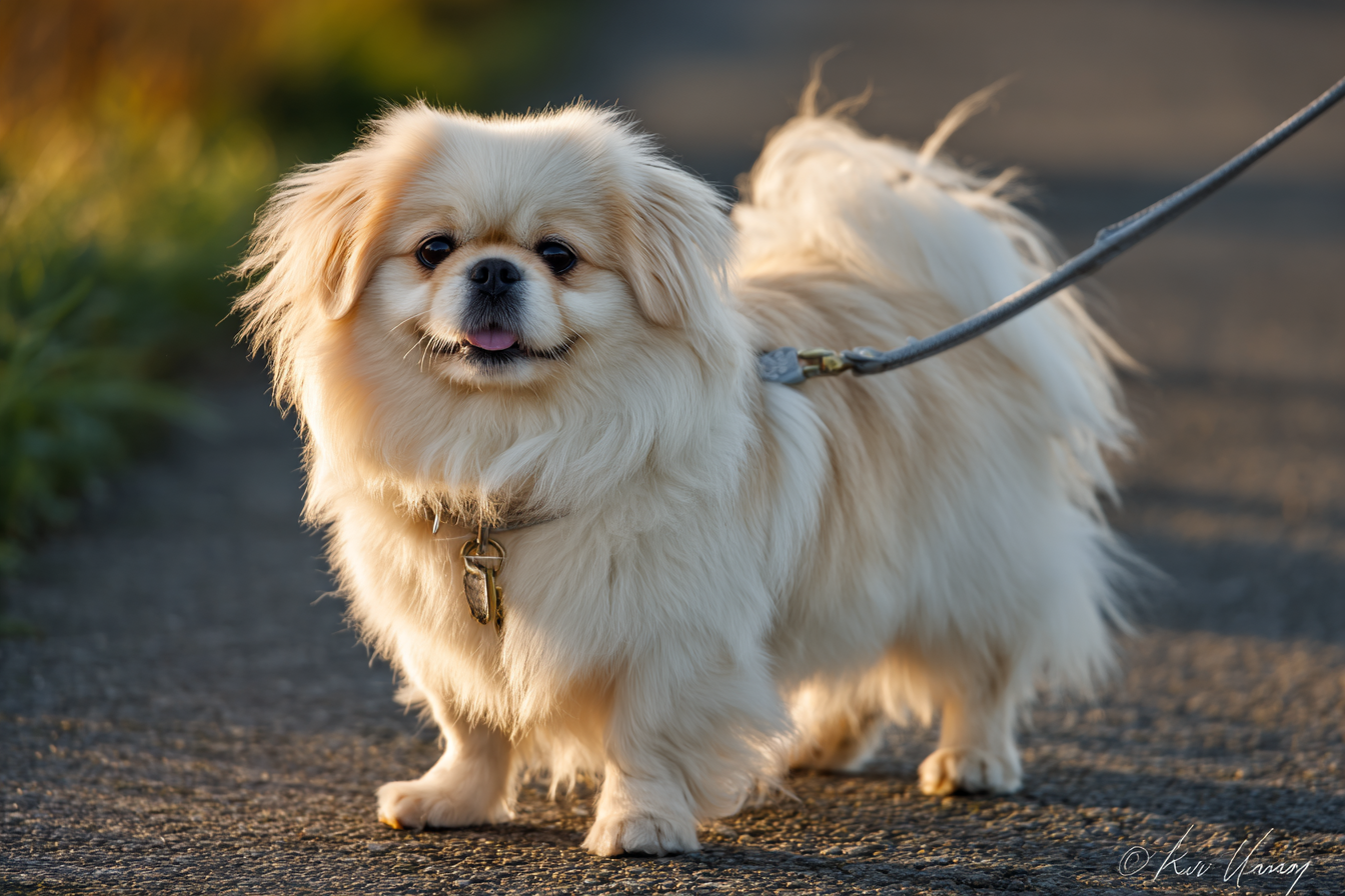 Pekingese Exercise Requirements