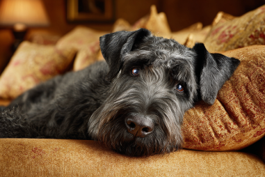 Giant Schnauzer Lifespan And Aging