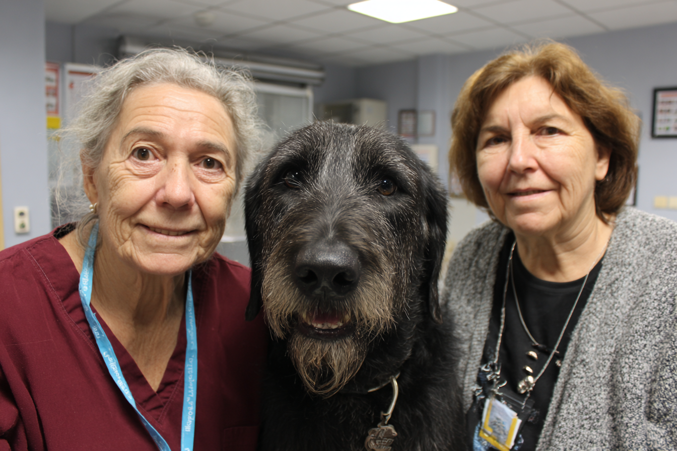 Giant Schnauzer Rescue And Adoption
