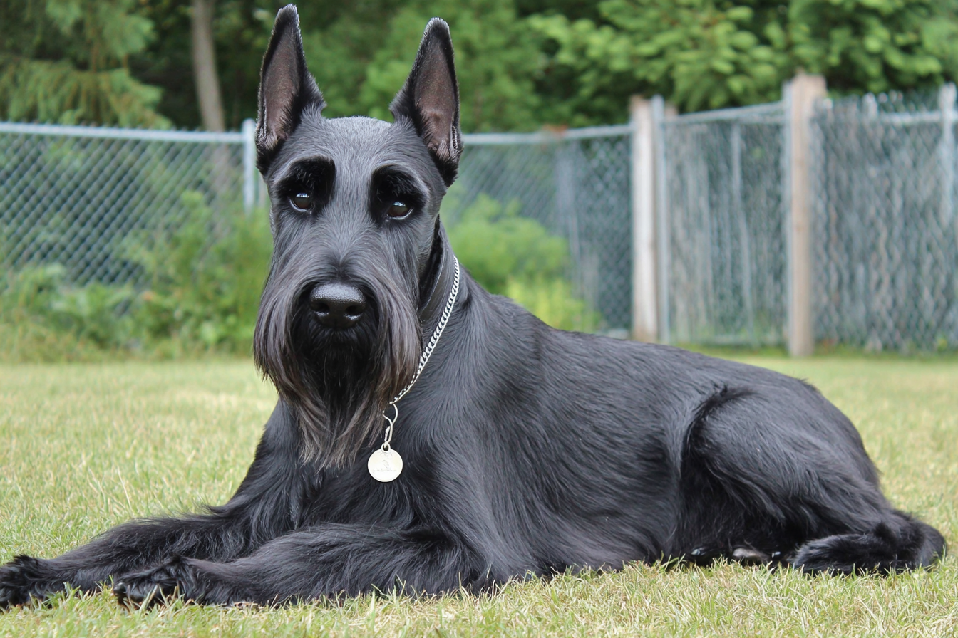 Giant Schnauzer Living Environment Requirements