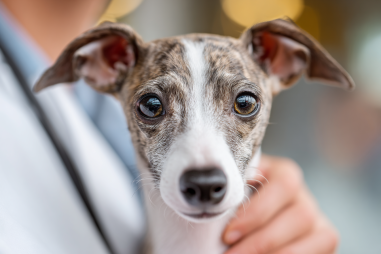 Italian Greyhound Health Problems