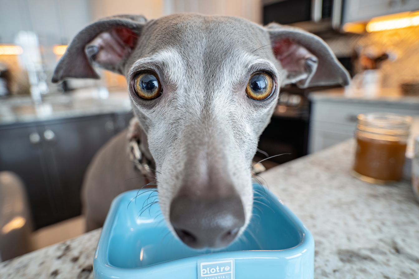 Italian Greyhound Feeding Guide