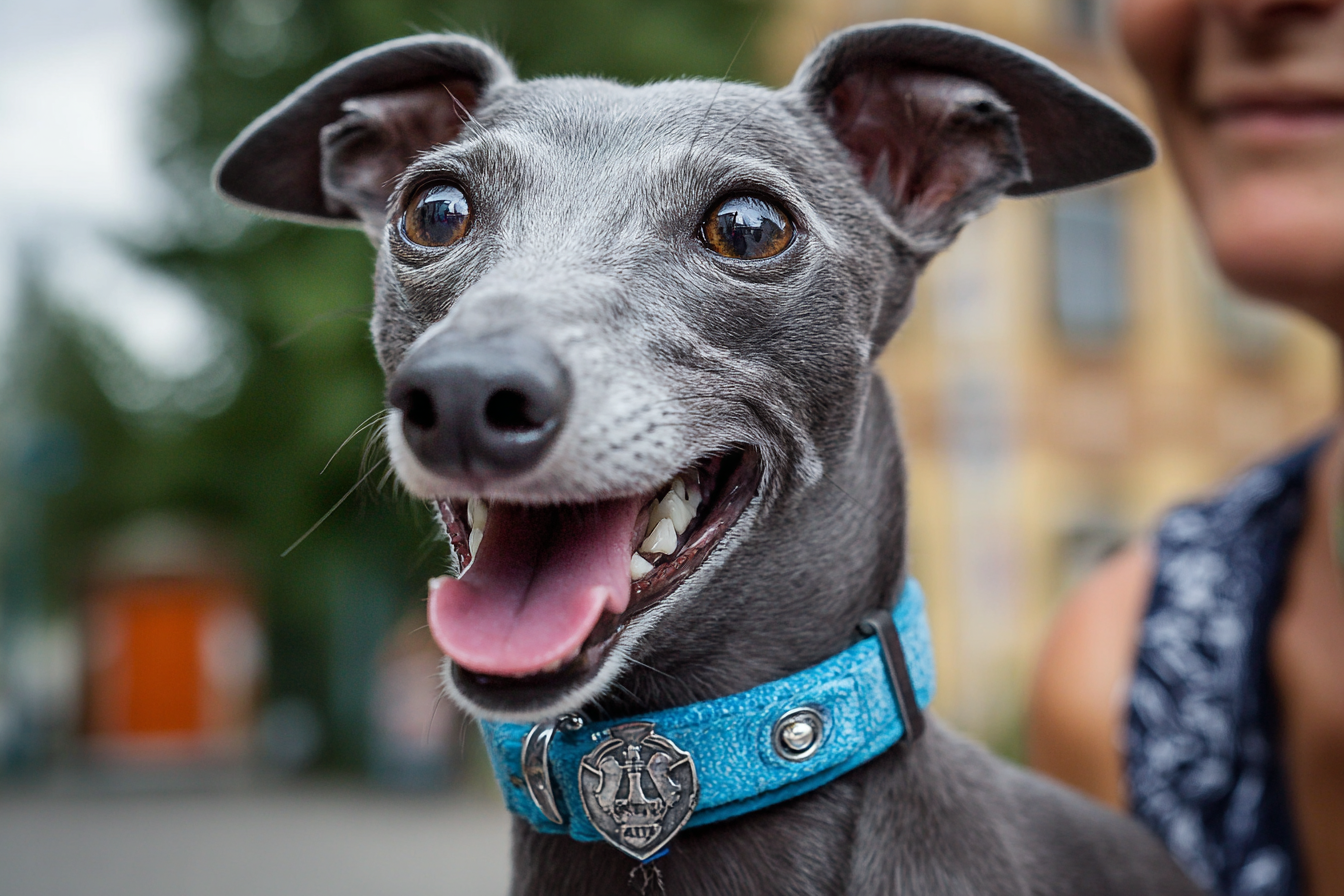 Italian Greyhound Training Tips