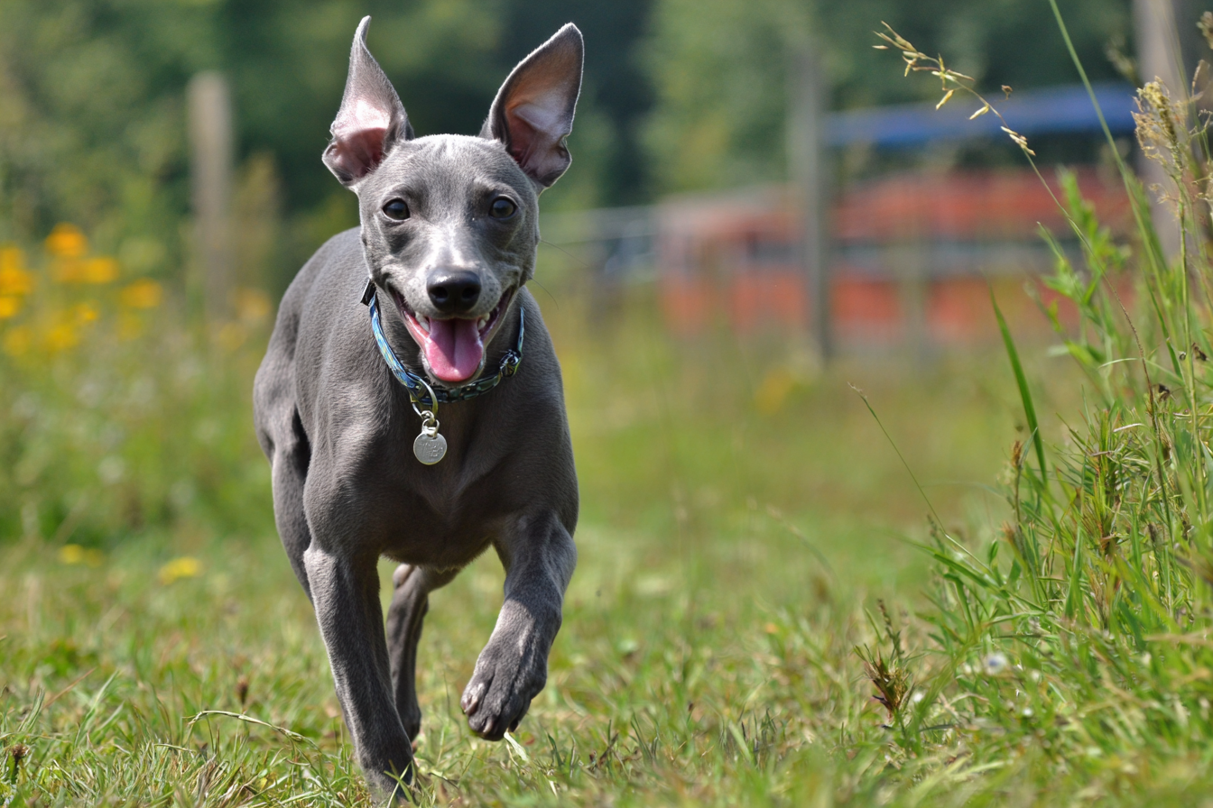 Italian Greyhound Exercise Needs