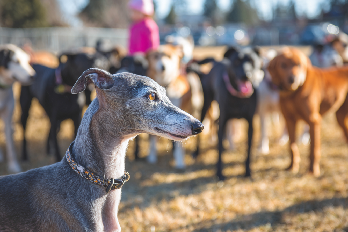 Italian Greyhound Socialization